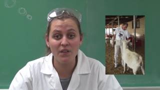 What You Thought You Knew About Genetics, But Didn't: Spider Goats