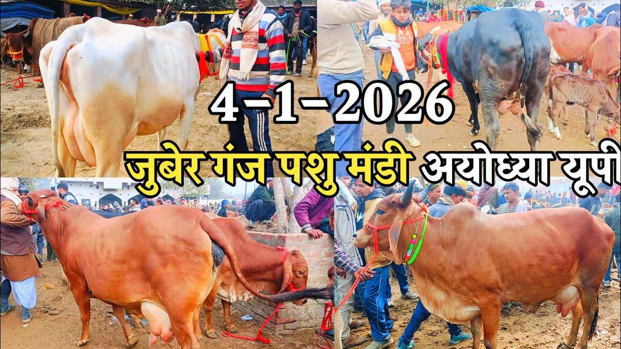 जुबेर गंज पशु मंडी अयोध्या उत्तर प्रदेश। आज गाय 🐄 मंडी में काफी गाय 🐄 देखने को मिली। रेट सुनिए 😱 😱