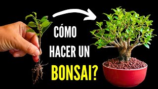 How to make a ficus Bonsai | Fusion of ficus in bonsai