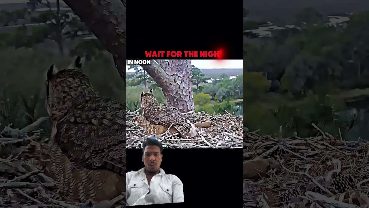 #wildlife #birds #hunting #animals #nature #slowedandreverb #phonk #owl #shortvideo