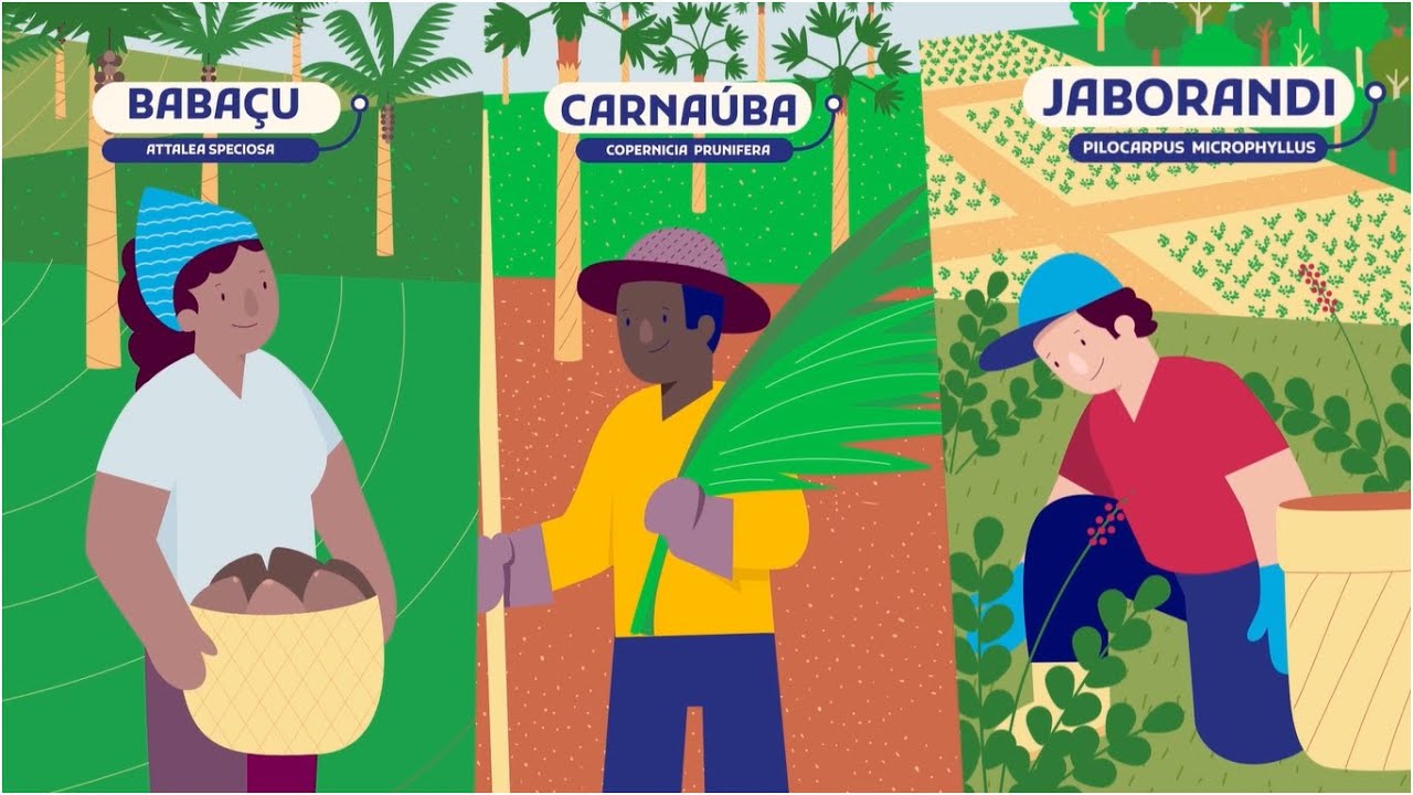 Cadeias Sustentáveis | Babaçu, carnaúba e jaborandi: A importância para ...