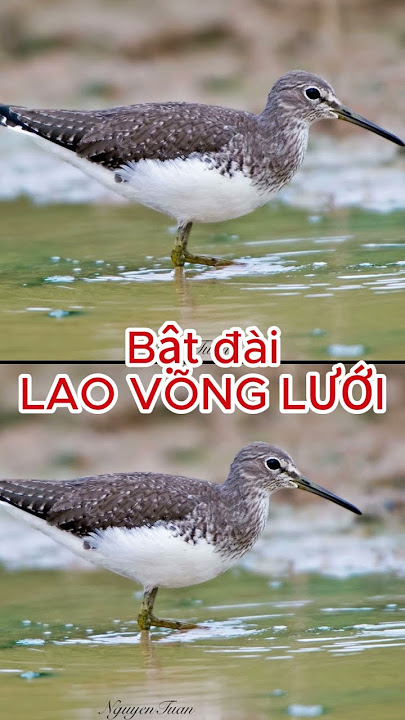 Tiếng chim CHOẮT BỤNG TRẮNG, DẼ HÔI, TIÊU TIÊU