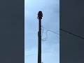Beiseker, Alberta – VERY MODIFIED Federal Enterprise Model 2 | Quick Siren Tour #5 (3/28/2026)