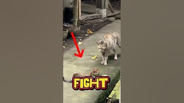 Cat vs Cobra Fight – You Won’t Believe Who Wins! 🐱🐍😱 #cat #funny #catlovers