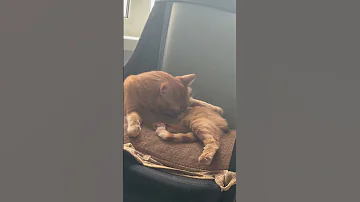Simba In His Free Time 