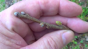 Fuyu Persimmon first Buds of 2020 March 20 Diospyros kaki