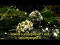 Лиман в аквариуме  часть 7 / estuary in the aquarium part 7