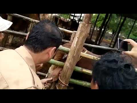 FarmTrek Live demo of a cow tagging Myanmar