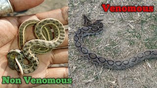 Difference between russell's viper and buff striped keelback snake