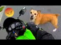 Motociclistas versus Perros Enojados, TERRIBLES PERRITOS!