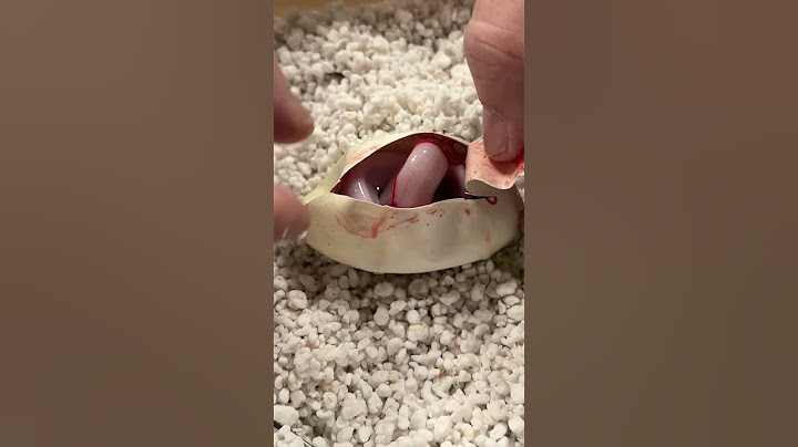 This Snake was Not Supposed to be in this Egg 😳 #shorts