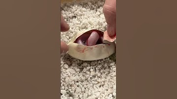 This Snake was Not Supposed to be in this Egg 😳 #shorts