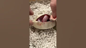 This Snake Was Not Supposed To Be In This Egg Shorts 