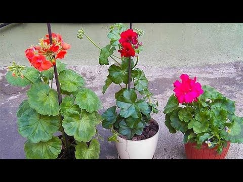 sardunya cicegi cogaltilmasi ve bakimi how to propagate geraniums from cuttings youtube