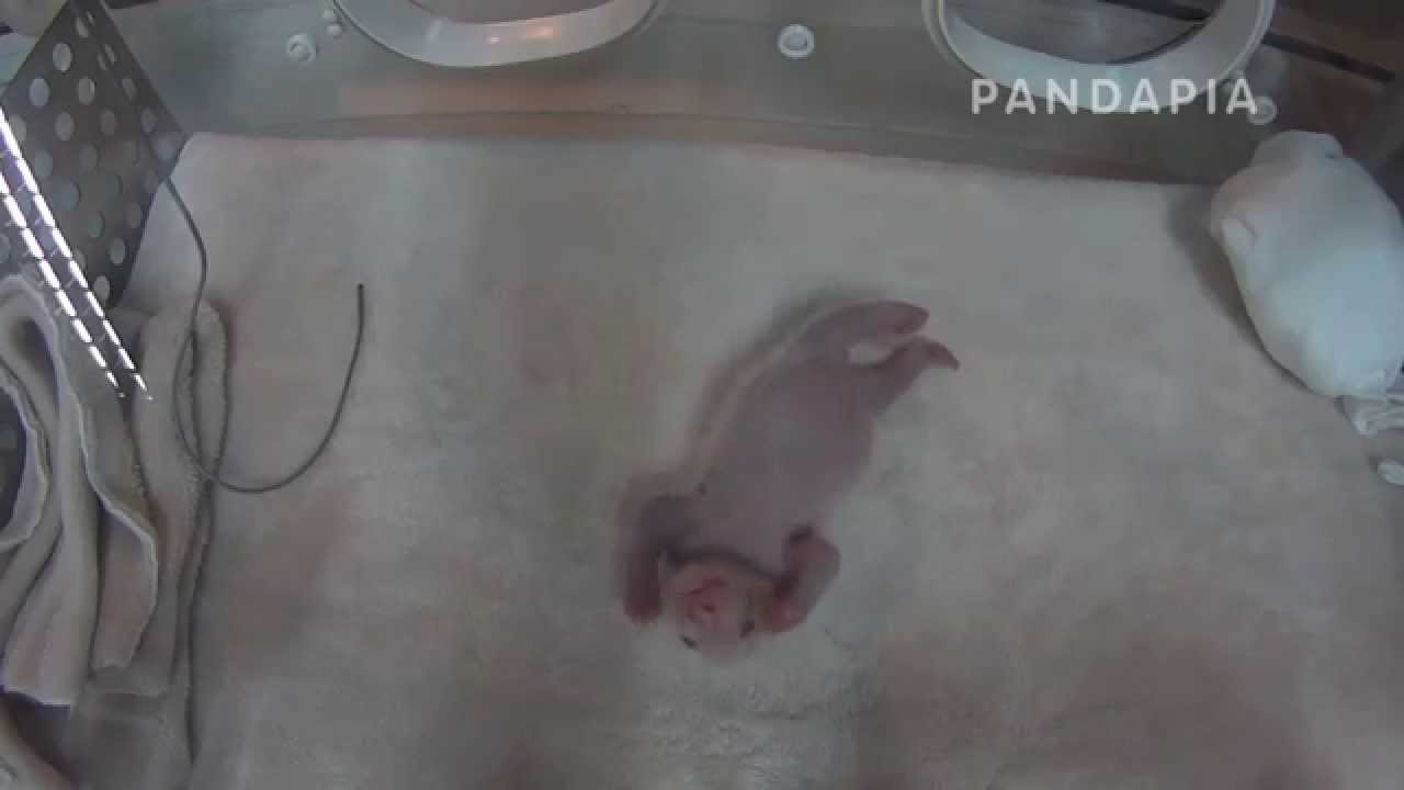 pandapia 20140712-084700 太陽室內-星願待在保育箱內 pandas merge