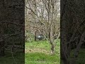 صدای زیبا بلبل و طبیعت در روستای داماش