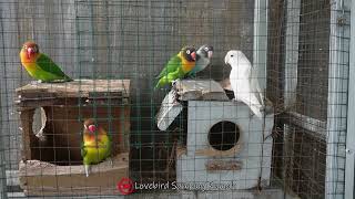 Lovebird di Aviary Mini, Kandang Koloni