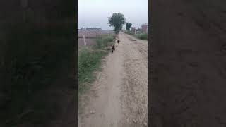 Rottweiler shorts german shepherd morning walk trendingshorts