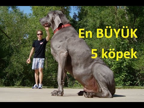 Dünyanın En Büyük