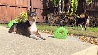 Basenjis Relaxing In The Backyard