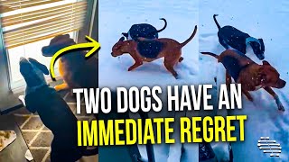 Two Dogs Have an Immediate Regret After Going Out as Snow Falls