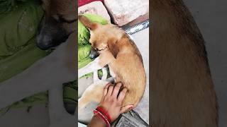#reels #funny #shortvideo #dogvideos