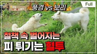 [Full] 세상에 나쁜 개는 없다  피바람 부는 오지戰, 보리파 VS 풍경이파