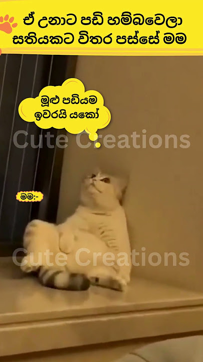 කොහෙන් ගියාද දන්නෑ බං🤣🤣cat#funnyanimals#funny#cute#srilanka#shorts#short#trendingshorts#lankan#cats