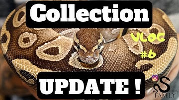 Vlog #6 Ball Python Collection Update!