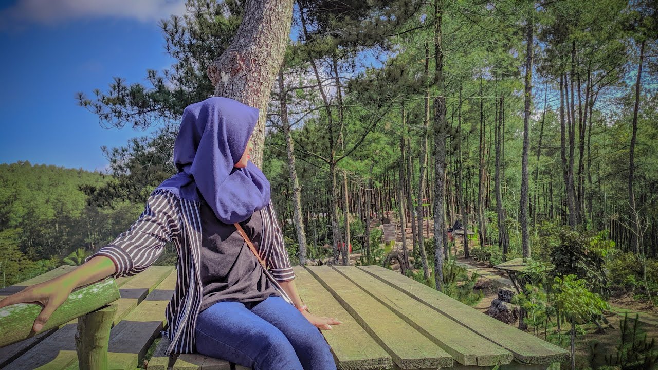 Explore Hutan  Pinus  Kalilo Purworejo 19 YouTube