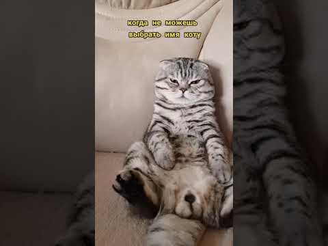 Как Назвать Кота, Смешные Клички для Питомцев, Весёлые Видео #shorts