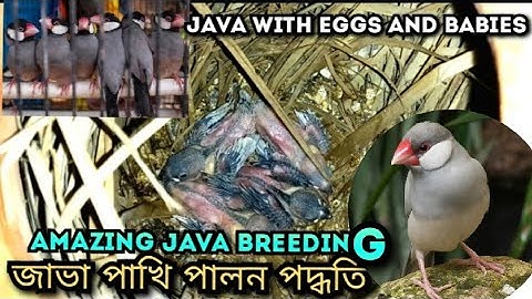 Java bird breeding surprising result | জাভা পাখি পালন পদ্ধতি | Debashish da