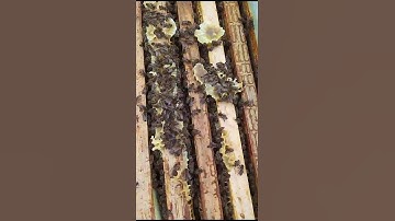 A 5-frame family, prepared for wintering. Beekeeping. #beekeeping #bees #honey#shorts