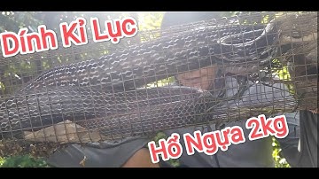 Thăm Bẫy Rắn Kỉ Lục- Hổ Ngựa Khủng 2kg