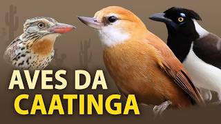 PASSARINHANDO na CAATINGA: Cantos Marcantes das AVES do SERTÃO NORDESTINO! Pássaros da roça baiana!