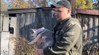 видео: На Алтай за поросятами🐷 картинка: На Алтай за поросятами🐷