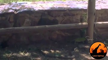 Thế Giới Động Vật - Rắn và tắc kè cắn nhau quyết liệt