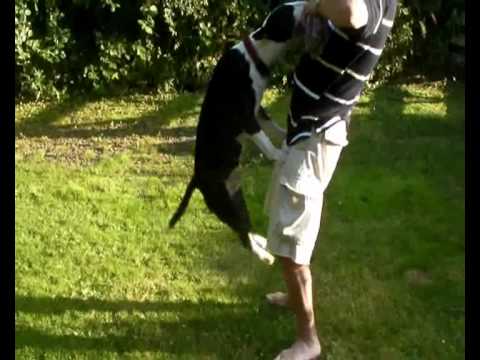 vicious bull terrier