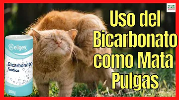 ¿Cómo elimina el bicarbonato de sodio las pulgas de los gatos?