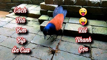 Cách Mà Chim Bìm Bịp Ăn Con Cua - Thú Vui Nuôi Chim Hoang Dã / Quế Nghịch