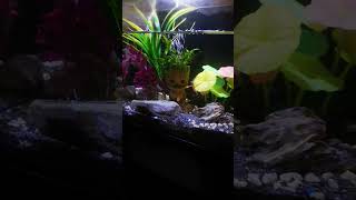 Merry Christmas everyone #merrychristmas #newtank setup for Groot #grootmarvel
