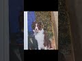 thrift store find border collie book
