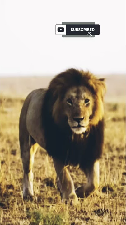 Lion, The Real #Sultan of Jungle #shorts #wild #jungle #zoo #tiger #photography #videography#panther