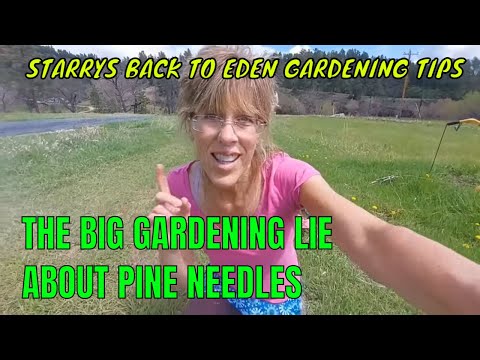 Video: Pine Needles In Compost - Những cây kim thông có hại cho phân trộn không