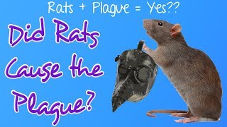 Did Rats Really Cause the Plague? by The Rat Guru 8,729 views 5 years ago 9 minutes, 59 seconds
