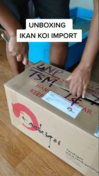 Unboxing Ikan Koi Import dari Jepang