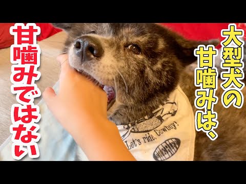 大型犬ならではのあるある!いくつ共感出来ますか?【秋田犬】【大型犬】【akita dog】