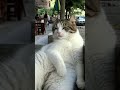 #cat #cute #funny #animals #memes #vocaloid #art #audio #music #speedsong #funnycute #catchy