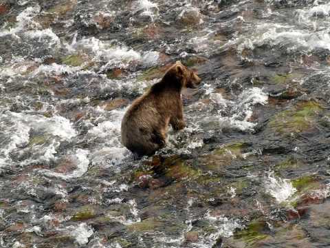 Wildlife of the Tundra - Part I