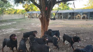 Pig in a tree... 8436703346
